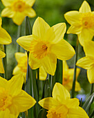 Narzisse (Narcissus) 'Pentewan'