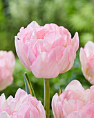 Tulpe (Tulipa) 'Foxtrot Design'