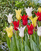 Tulpe (Tulipa) 'Tres Chic Festival'