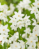Narzisse (Narcissus) 'Paper White'