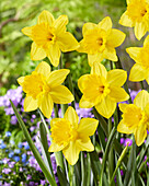 Narzisse (Narcissus) 'Marieke'