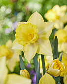 Narzisse (Narcissus) '06-328'
