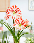 Ritterstern (Hippeastrum) 'Clown'