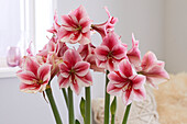 Hippeastrum Adele