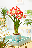 Ritterstern (Hippeastrum) 'Tres Chic'