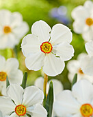 Dichter-Narzisse (Narcissus Actaea)