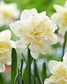 Narzisse (Narcissus) 'Irene Copeland'