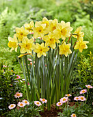 Narzisse (Narcissus) 'Barenwyn'