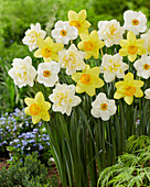 Verschiedene Narzissen (Narcissus) im Beet