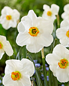 Narcissus Lancaster