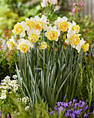Narzisse (Narcissus) 'Wave'