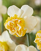 Narzisse (Narcissus) 'Wave'