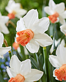 Narzisse (Narcissus) 'Charming Lady'