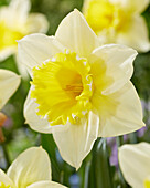 Narzisse (Narcissus) ' N99 2W YW'