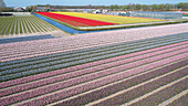 Holländische Tulpenfelder