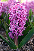 Hyazinthe (Hyacinthus) 'Purple Pride'