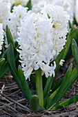 Hyazinthe (Hyacinthus) 'Top White'