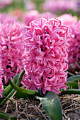 Hyazinthe (Hyacinthus) 'Ida'