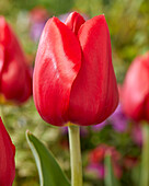 Tulpe (Tulipa) 'Red Stone'