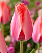 Tulpe (Tulipa) 'Tricu'