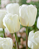 Tulpe (Tulipa) 'Ice Rif'