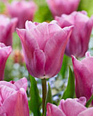 Tulpe (Tulipa) 'Anjesca'