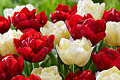 Tulpe (Tulipa) 'Verona', ' Scarlet Verona'