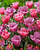 Tulpe (Tulipa) 'Anjesca', 'President Mary McAleese'