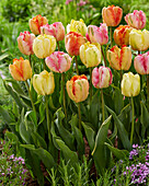 Tulpe (Tulipa) 'Parrot', Mischung