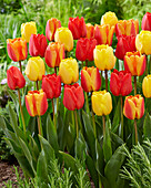 Tulpe (Tulipa) 'Apeldoorn', Mischung