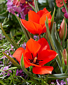 Tulpe (Tulipa) 'Red Hunter'