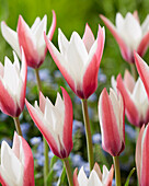 Tulpe (Tulipa) 'Peppermintstick'