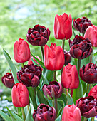 Tulpe (Tulipa) 'Palmyra', ' Curry'