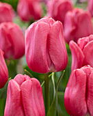 Tulpe (Tulipa) 'Cleveland'