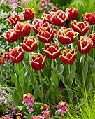 Tulipa Mercure