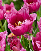 Tulipa San Luiz