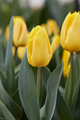 Tulipa Blushing Flight