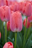 Tulpe (Tulipa) 'Zantupink'