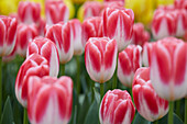 Tulipa Donatello