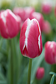 Tulpe (Tulipa) 'Private Eyes'