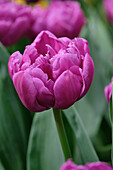 Tulipa Double Flag