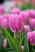 Tulipa Dreamcloud