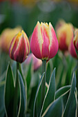 Tulpe (Tulipa) 'Ophelia'
