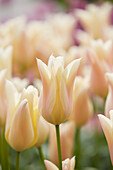 Tulpe (Tulipa) 'Sanne'