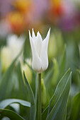 Tulpe (Tulipa) 'Très Chic'