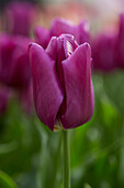 Tulipa Passio Glossy