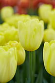 Tulpe (Tulipa) 'Dutch Sunrise'