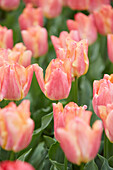 Tulpe (Tulipa) 'Passio Sweet'