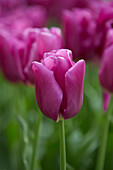 Tulpe (Tulipa) 'Passio Glossy'