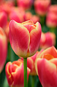 Tulpe (Tulipa) 'Candy Corner'